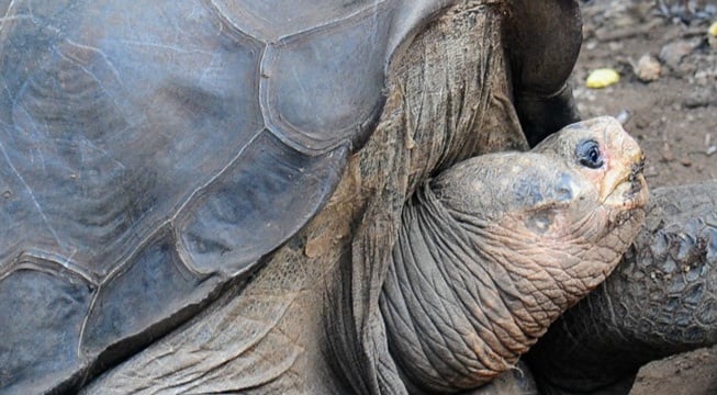 pinta island tortoise