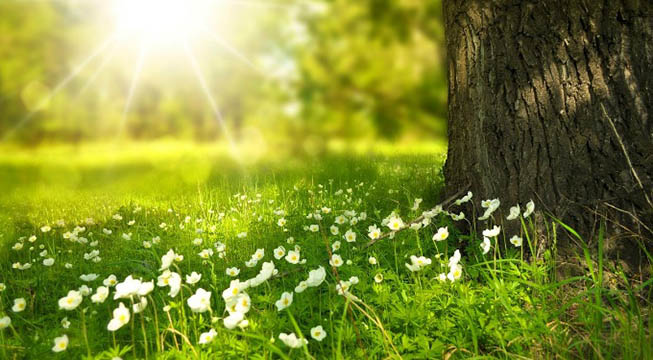 grassy forest ground with white flowers