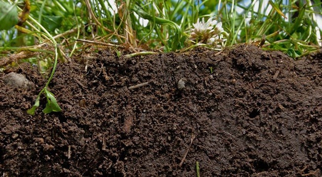 cross section of top soil 