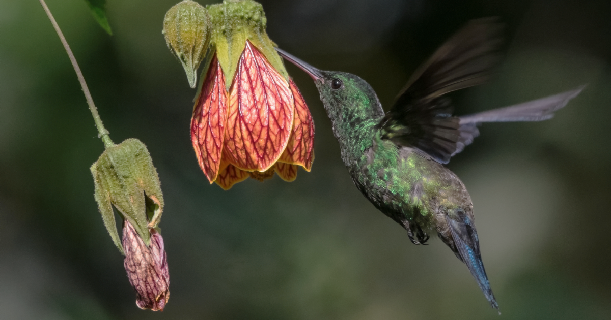 TESTING From Metacrisis to Metamorphosis: Living Into Sacred Reciprocity (Clone)