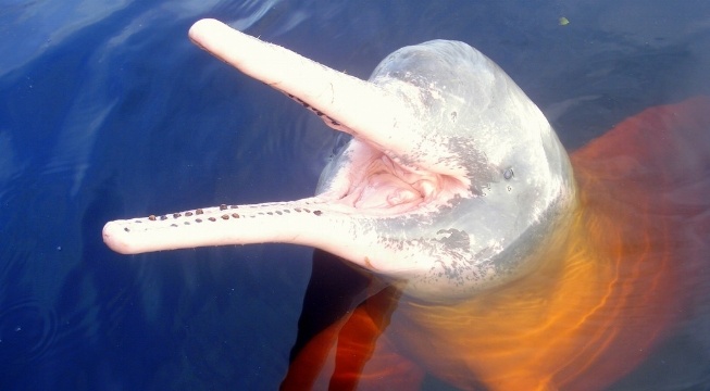 Amazon Animal Series Part 1 Amazon River Dolphin