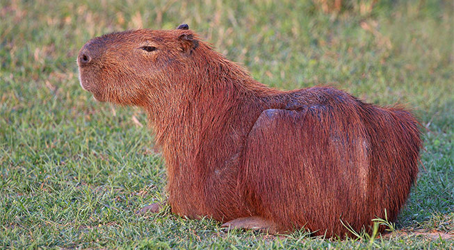 Animal Series, Part 2: Capybara
