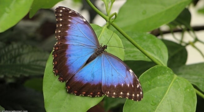 Amazon Animal Series, Part 3: Morpho Butterflies